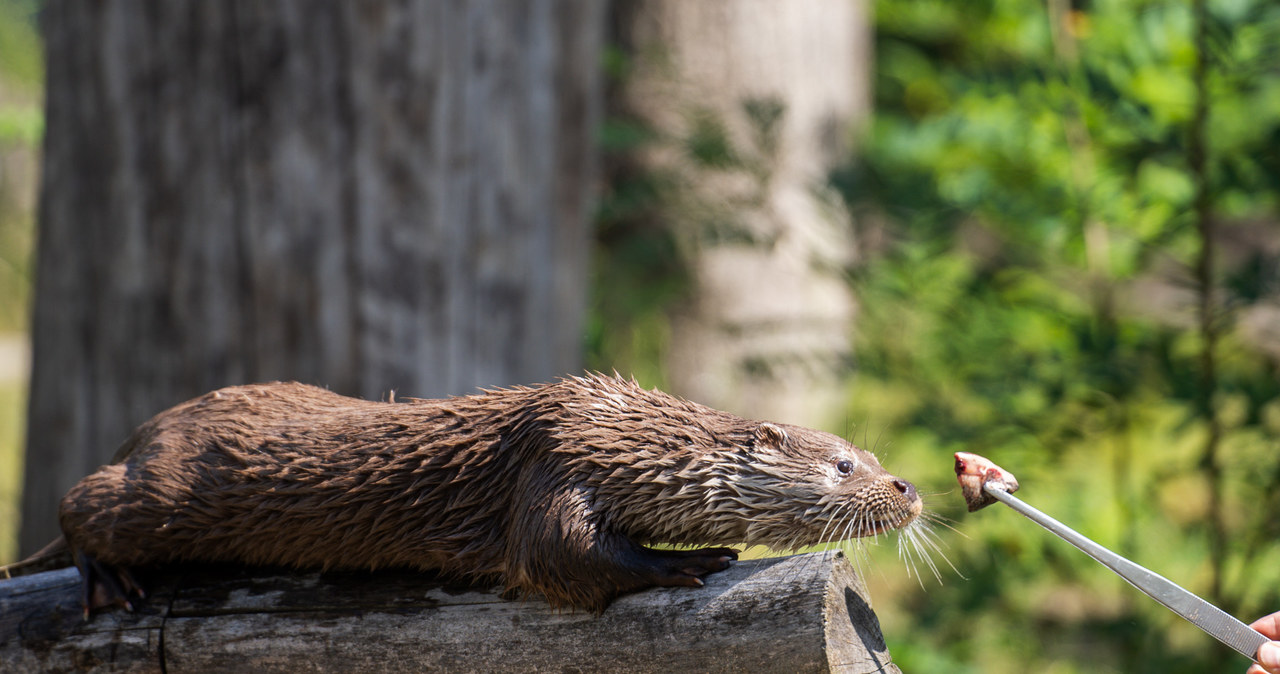 Nowy mieszkaniec zoo