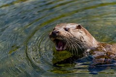 Nowy mieszkaniec zoo