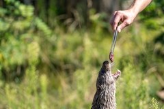 Nowy mieszkaniec zoo