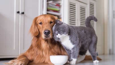 Nowy obowiązek dla właścicieli psów i kotów. Za zignorowanie go grozi 5 tys. zł grzywny