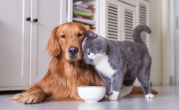 Nowy obowiązek dla właścicieli psów i kotów. Za zignorowanie go grozi 5 tys. zł grzywny