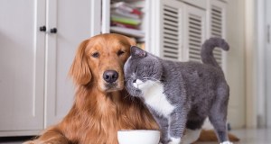 Nowy obowiązek dla właścicieli psów i kotów. Za zignorowanie go grozi 5 tys. zł grzywny