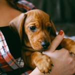 Nowy obowiązek dla właścicieli psów szykuje rząd. Sprawdź, co się zmieni!