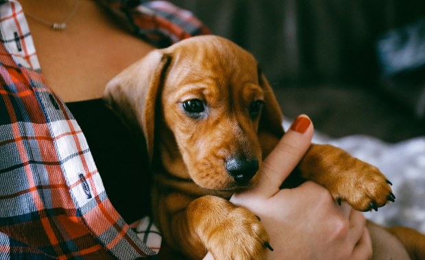 Nowy obowiązek dla właścicieli psów szykuje rząd. Sprawdź, co się zmieni!