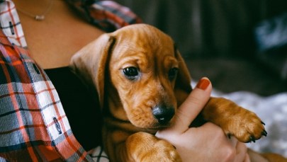 Nowy obowiązek dla właścicieli psów szykuje rząd. Sprawdź, co się zmieni!