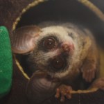 Nowy pasożyt odkryty przez naukowców z Gdańska. Zaatakował egzotyczne zwierzę