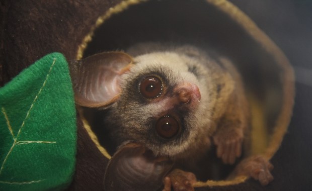 Nowy pasożyt odkryty przez naukowców z Gdańska. Zaatakował egzotyczne zwierzę