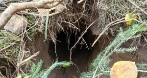 Nowy podkop pod granicą. Ponad 180 migrantów wdarło się do Polski