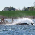 Nowy pomysł na ratowanie humbaka w Bałtyku. Jest wielce ryzykowny