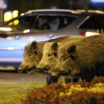 Nowy pomysł Polaków. Tak można powstrzymać dziki przed wejściem do miast