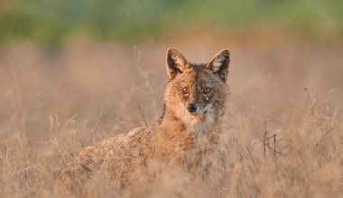 Nowy psowaty pojawił się w Polsce niedaleko Bałtyku. To nie wilk ani lis