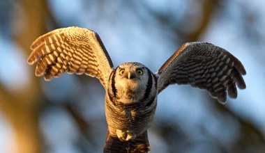 Nowy ptak pojawił się w Polsce. Wygląda trochę jak jastrząb. Ten wzrok!