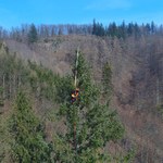 Nowy rekord! Najwyższe drzewo w Polsce rośnie w Sudetach 