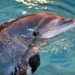 Nowy sposób by porozmawiać z delfinami