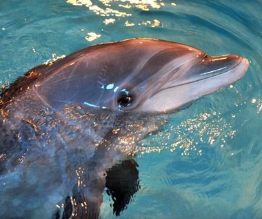 Nowy sposób by porozmawiać z delfinami