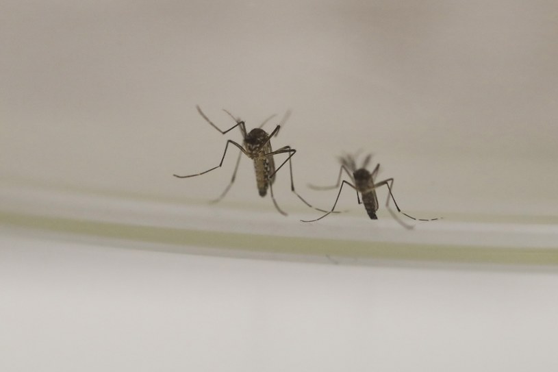 Nowy sposób do walki z komarami? /AFP