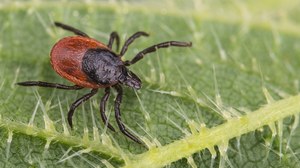 Nowy sposób na kleszcze. "Niewiele naturalnych produktów jest tak skutecznych" 