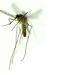 Nowy sposób na komara