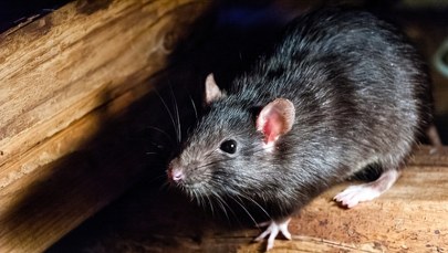 Nowy sposób walki ze szczurami. Opracował go wrocławski start-up