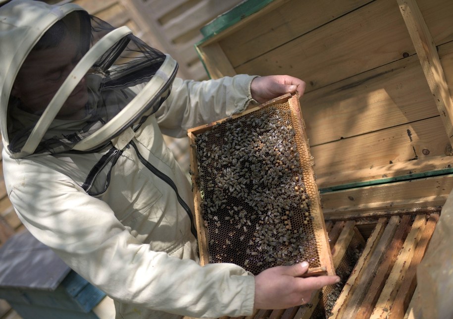 Nowy trend – oddychanie powietrzem z ula /UKRINFORM    /PAP/Photoshot