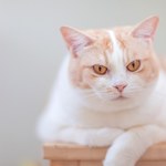 Nowy trend w internecie: walka z otyłością kotów 