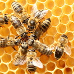 ​Nowy trend w pszczelarstwie - oddychanie powietrzem z ula