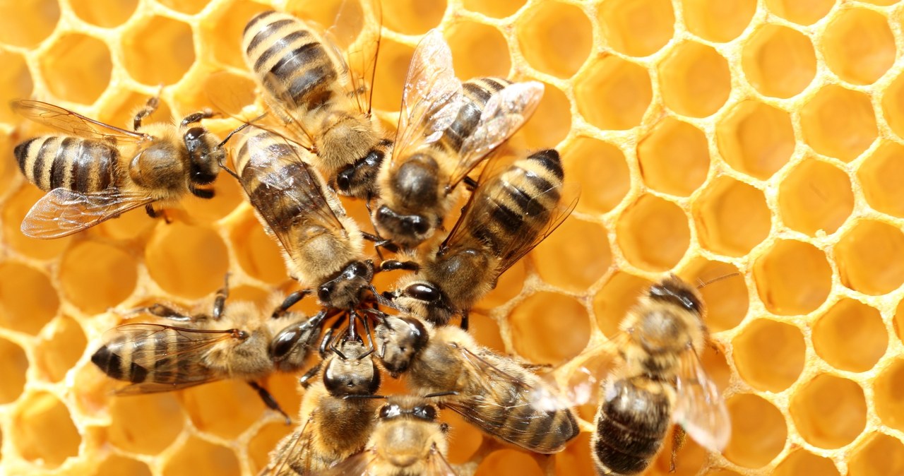 ​Nowy trend w pszczelarstwie to oddychanie powietrzem z ula /123RF/PICSEL