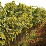 Toskania Nowy trend wśród bogatych. Mieć własną winnicę z willą, odpoczywać, ale też zarabiać