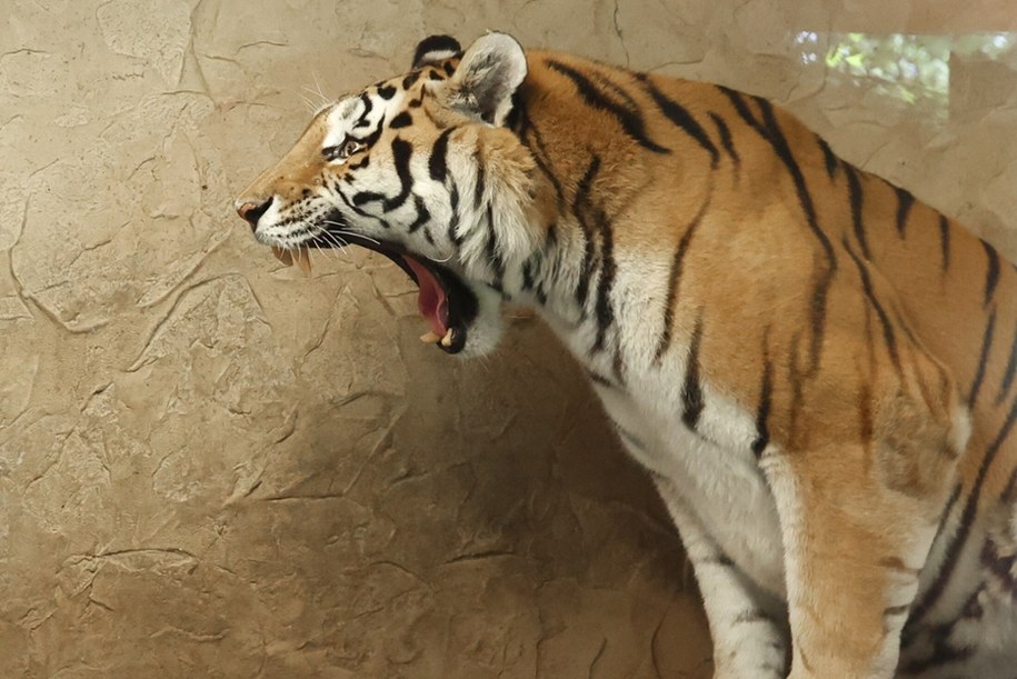 Nowy tygrys w chorzowskim zoo /Michał Meissner /PAP