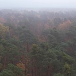 Nowy typ lasów w Polsce. Aktywiści zabiegali o nie od lat