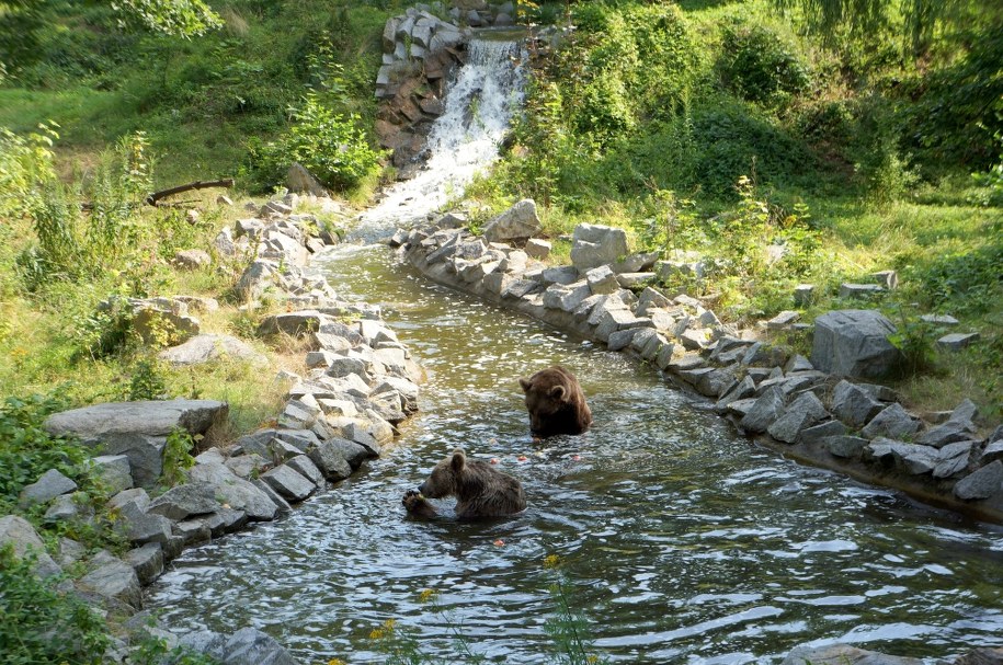 Nowy wybieg dla niedźwiedzi brunatnych /ZOO Wrocław /Materiały prasowe