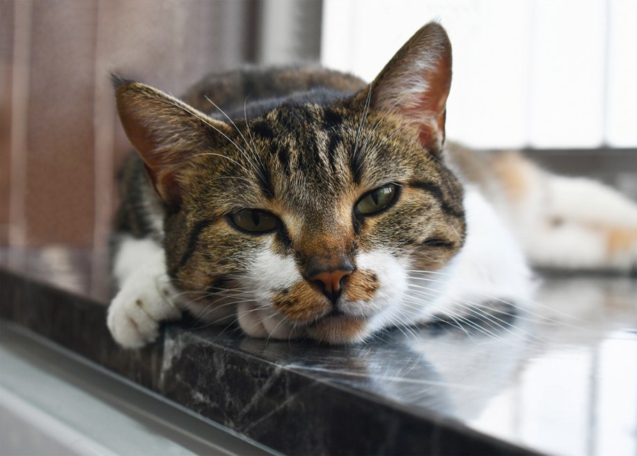 Nuda zabija zwierzęta! Poznaj sposoby na szczęśliwego pupila /Shutterstock