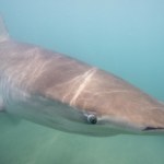 Nurek zginął w paszczy rekina. To atak, jakiego nigdy w historii nie było