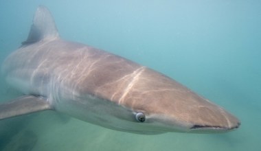 Nurek zginął w paszczy rekina. To atak, jakiego nigdy w historii nie było