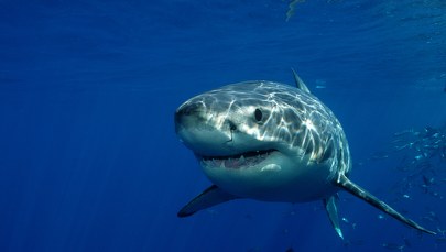 Nurek zignorował ostrzeżenia. Rekin odgryzł mu głowę 