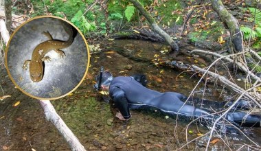 Nurkowali w strumieniu z rurką. Znaleźli ogromne larwy