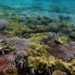 Nurkowie odkryli pod wodą żyjącą od 500 lat gigantyczną istotę!