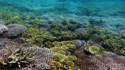 Nurkowie odkryli pod wodą żyjącą od 500 lat gigantyczną istotę!