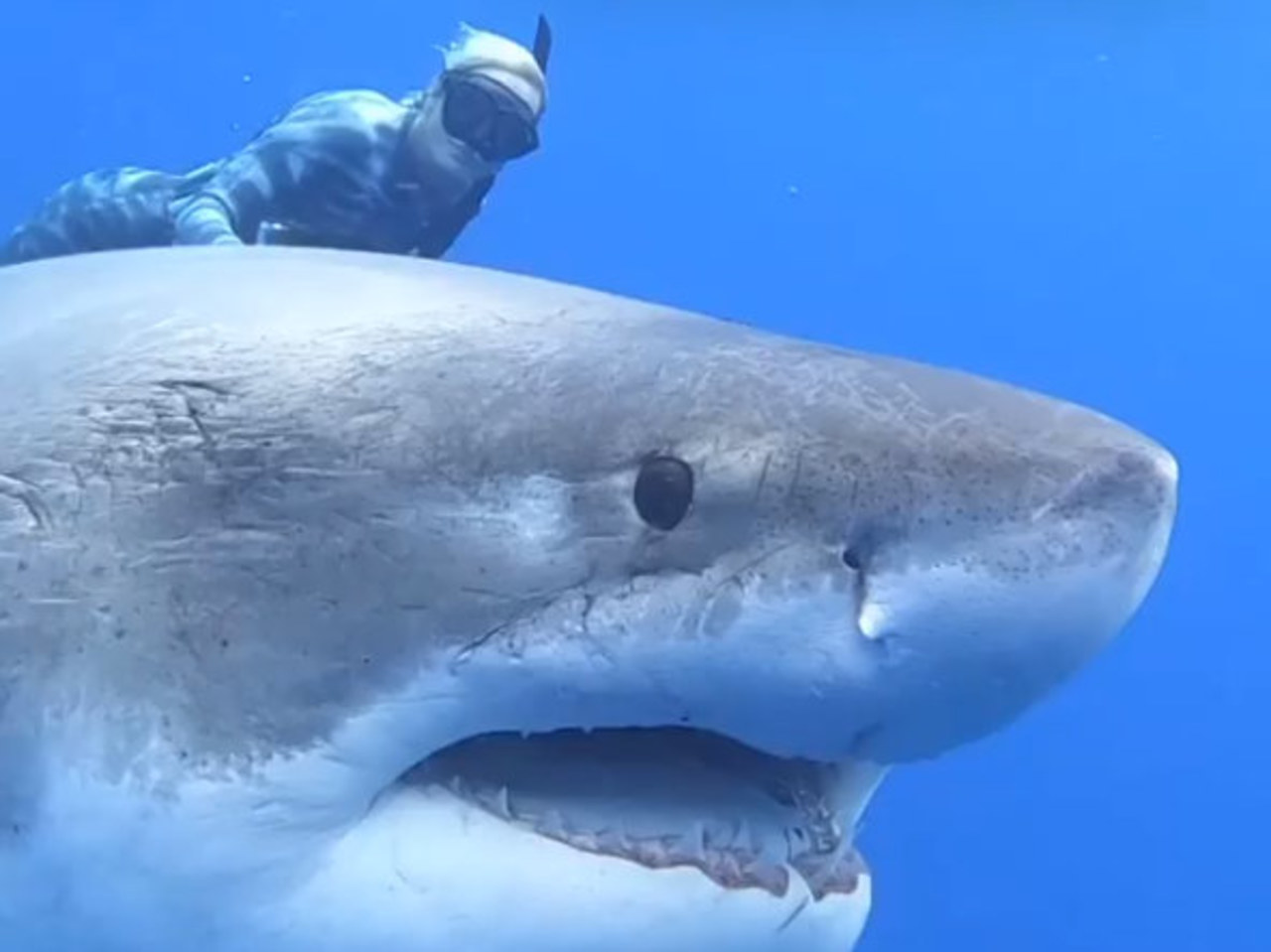 Nurkowie spotkali Deep Blue: największego żarłacza na Ziemi! Zobaczcie niezwykłe filmy!
