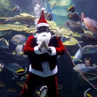 Podwodny św. Mikołaj karmi ryby w Tajlandii