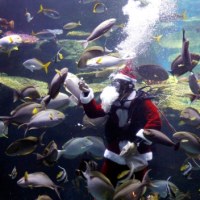 Podwodny św. Mikołaj karmi ryby w Tajlandii