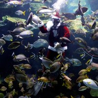Podwodny św. Mikołaj karmi ryby w Tajlandii