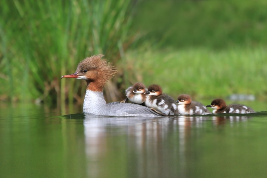 Nurogęś z młodymi /Shutterstock