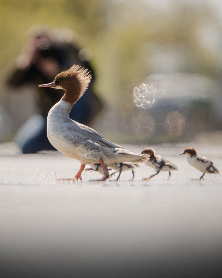 Nurogęsi w Warszawie /Fot. Aleksander Jura / Wydział Prasowy Urzędu m.st. Warszawy /Materiały prasowe