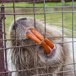 Nutria podtapia Kalifornię. Wielkie gryzonie pogarszają sytuację powodziową