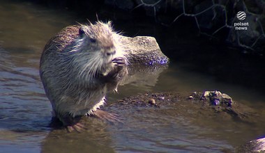 Nutrie amerykańskie w Rybniku. Przyrodnicy ostrzegają