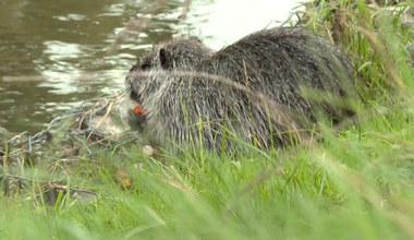 Nutrie z Rybnika się przeniosły. Nadal mogą być groźne