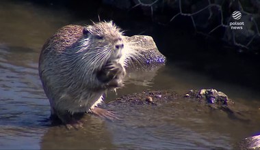 Nutrie znikną z Rybnika? To gatunek inwazyjny