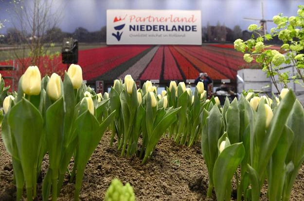 O 50 proc. wzrosła w Holandii sprzedaż kwiatów /AFP
