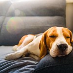 O czym śnią psy? Naukowcy znaleźli odpowiedź 